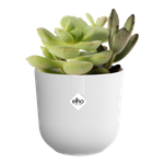 jazz round mini 7cm silky white